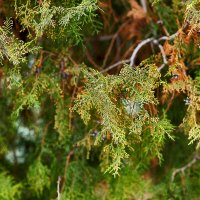Вечнозелёное :: Юрий Гайворонскiий