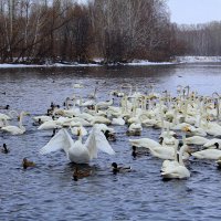 Готовятся к отлёту, - скоро на малую родину :: Татьяна Лютаева