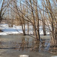Весенний этюд. :: Вячеслав. Синицын