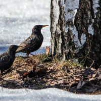 Весна. Скворцы прилетели. :: Владимир Безбородов