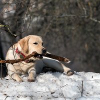 *** :: Владимир Безбородов