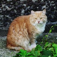 Рыжие кошки :: Рита Симонова