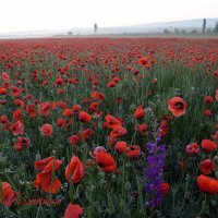 Природа Крыма :: Изумительная Космея