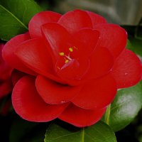 Весна(серия) :: Владимир Манкер