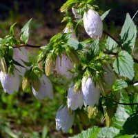 Летняя зарисовка. :: nadyasilyuk Вознюк