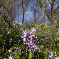 Весенняя пора... :: Галина