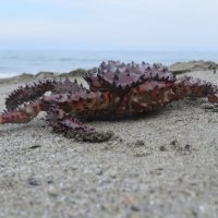 Ба! какие гости! :: ИРЭН@ .