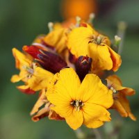 Желтенький. :: Оля Богданович