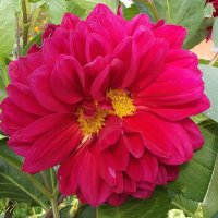 Георгин :: Freddy 97