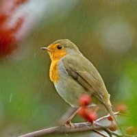 дождь в рябиновом лесу :: Andrey Bragin 