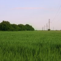 *** :: Яна Горбунова