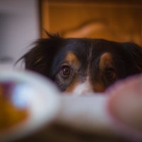 Партизанит под столом :: Артём Евтюхов