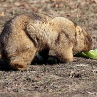 сурок :: Михаил Бибичков