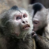 капуцины :: Михаил Бибичков