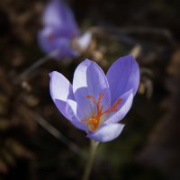 Крокус. :: Лилия *