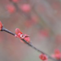 Барбарис - первые листочки...после дождя.... :: Надежда Куркина