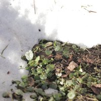 Холод им не страшен. :: Михаил Елочкин