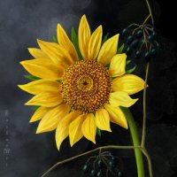 Подсолнух :: Наталия Львова