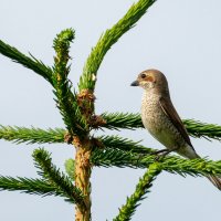 Жулан-сорокопут :: Владимир Лазарев