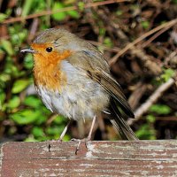 Весна(серия) :: Владимир Манкер