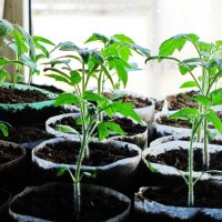 Растут помидорки :: Людмила Смородинская