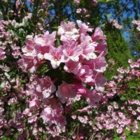 Вейгела :: PRP 