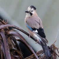 сойка :: юрий макаров