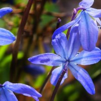 Пролески :: Мариша 