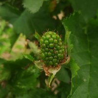 зреет ежевика :: Елена Шаламова