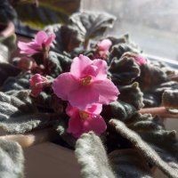 Мои фиалки :: Елена Семигина