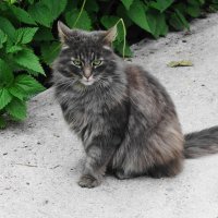 Пушистики :: Рита Симонова