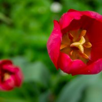 Сердце тюльпана :: Алексей Бабицын