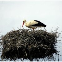 Вернулись :: Aleksandr Gal