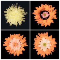 Цветочки :: Илья Шенгелия