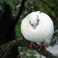 Голубь :: Freddy 97