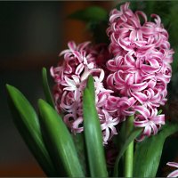 Гиацинты на окошке :: ZNatasha -