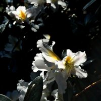 "Из тени в свет перелетая, Она сама и тень и свет.." :: AleksSPb Лесниченко