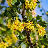 Сморо́дина золоти́стая :: Aleksandr .