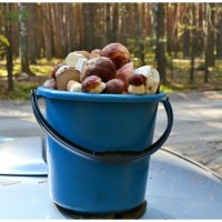 Белые. :: Михаил К