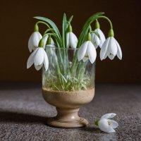 Подснежники :: Aleksey Afonin