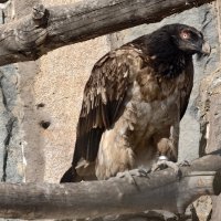 Бородач :: <<< Наташа >>>