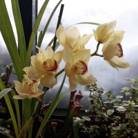 Орхидея :: Лидия Бусурина