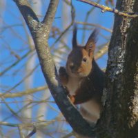 *** :: gawrilа - dan