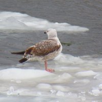 Мартовские серебристые чайки :: Александр Чеботарь