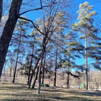 Весна :: Сапсан 