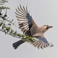 сойка :: юрий макаров