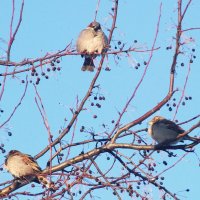 Дождались весны. :: сергей ермошкин