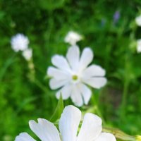 хлопушки :: Елена Шаламова