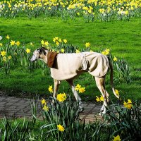 Весна(серия) :: Владимир Манкер