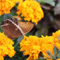 В парке бабочек :: Галина Ильясова